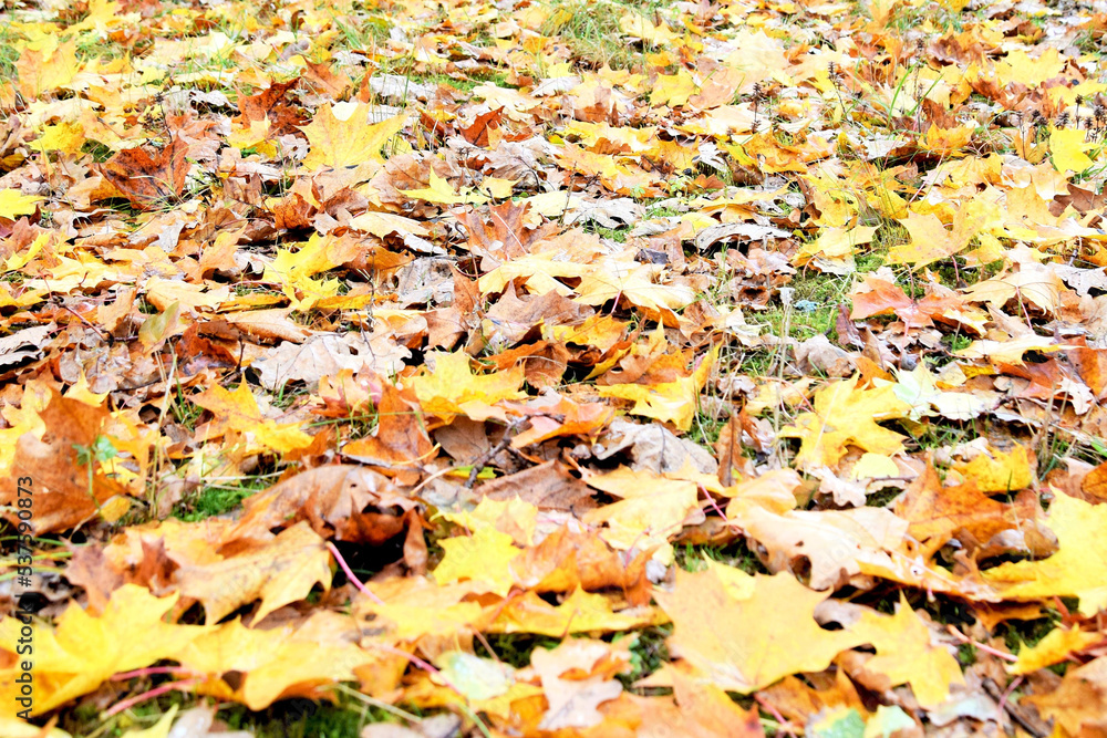 beautiful landscape of yellow maple leaves beautiful landscape of yellow maple leaves
