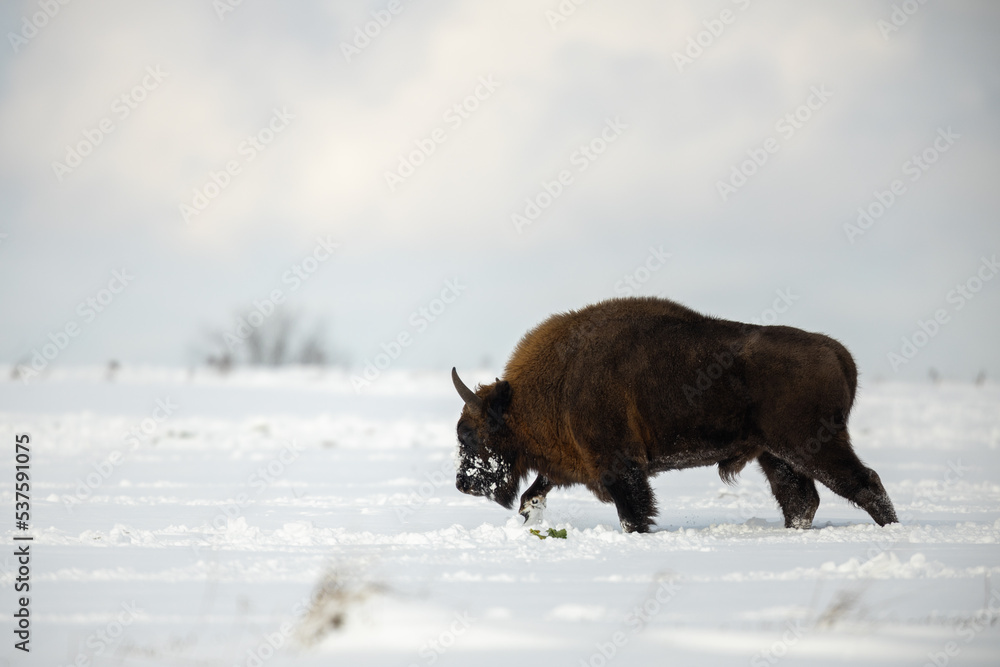 European bison - Bison bonasus in the Knyszyn Forest European bison - Bison bonasus in the Knyszyn Forest