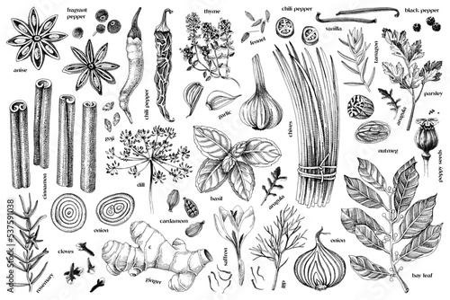 Hand drawn culinary set of fresh spice