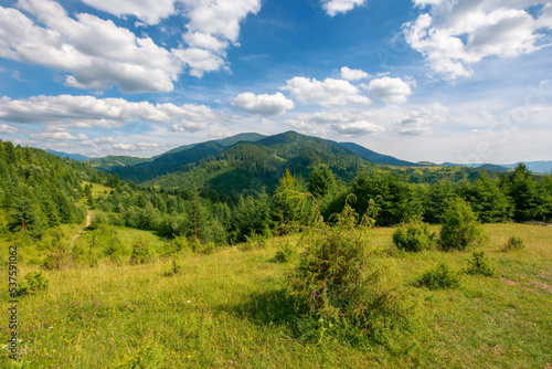 mountainous rural landscape in summertime. wonderful countryside scenery of carpathians. forested hills and grassy meadows. blue sky with fluffy clouds on a sunny day