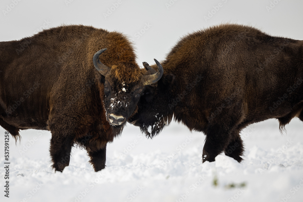 European bison - Bison bonasus in the Knyszyn Forest European bison - Bison bonasus in the Knyszyn Forest