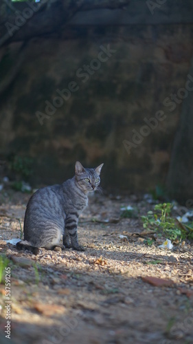 Gato gris en el callejon