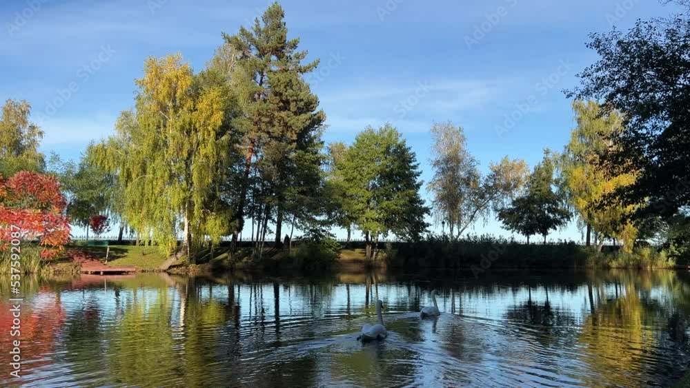 Autumn trees reflected in lake with swans in beautiful park. Autumn trees reflected in lake with swans in beautiful park.