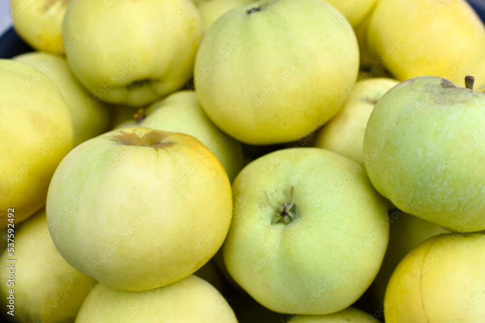 Green apples close-up as background. Beautiful large apples in a pile. Green apples close-up as background. Beautiful large apples in a pile.