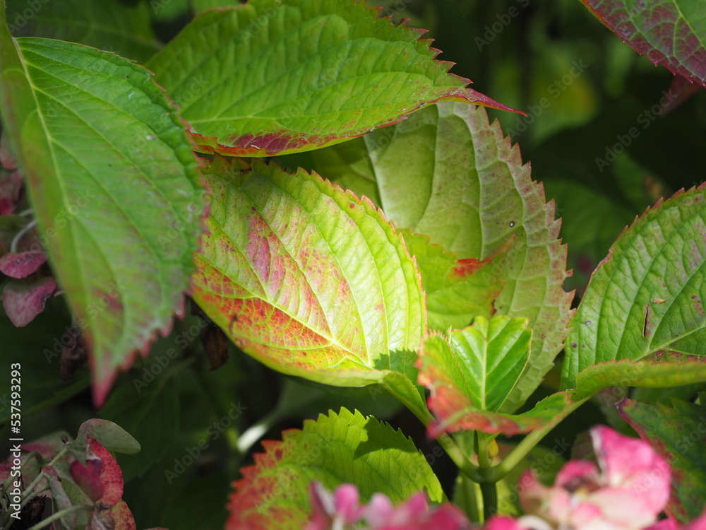 Hydrangea hortensia leaves in the autumn Hydrangea hortensia leaves in the autumn