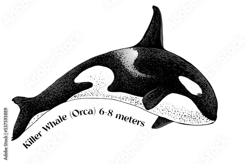Killer whale isolated on white background