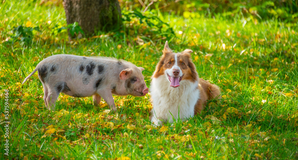 happy little piglet (kune kune) and australian shepherd dog  in the garden