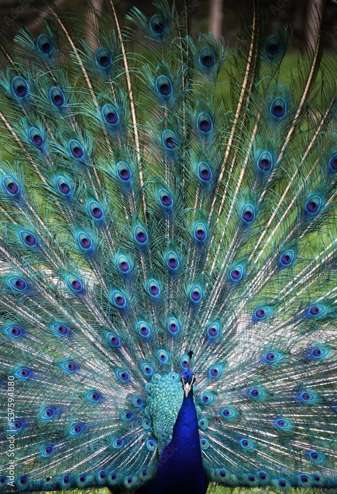 Obraz premium peacock with feathers