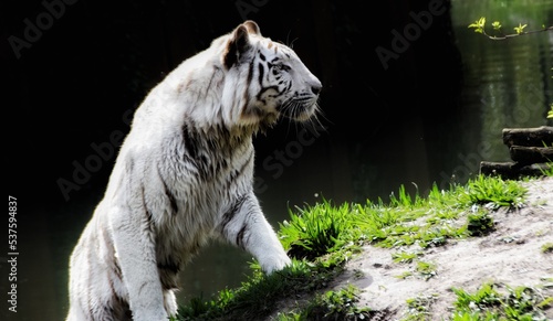 white bengal tiger