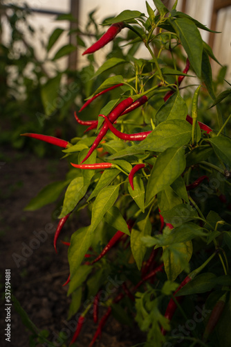 Shot of fresh red pepper growing on plant stems in greenhouse.