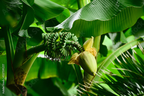Bilde på lerret Musa basjoo (Japanese Banana) flower with fruits in Batumi city park