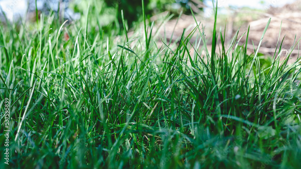 Obraz premium Fresh green lawn. Bright green grass