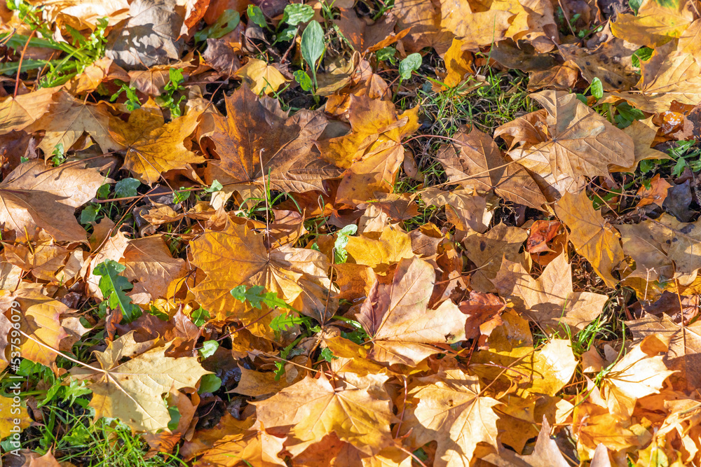 Autumn landscape. Autumn fallen leaves on the grass.