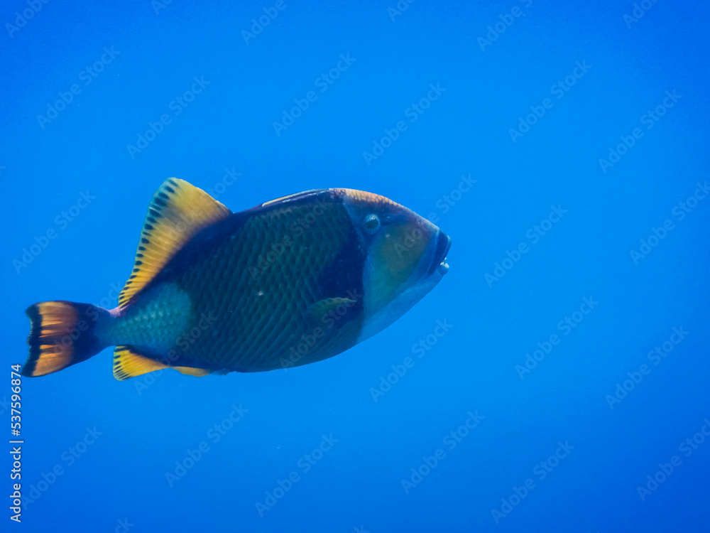 Naklejka premium large green triggerfish in deep blue water during diving