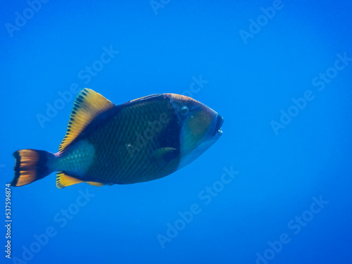 large green triggerfish in deep blue water during diving