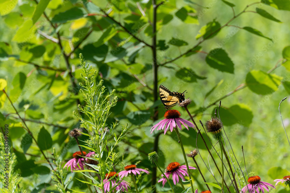 Eastern Tiger Swallowtail Butterfly On Coneflowers Eastern Tiger Swallowtail Butterfly On Coneflowers