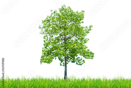 green tree isolated on white