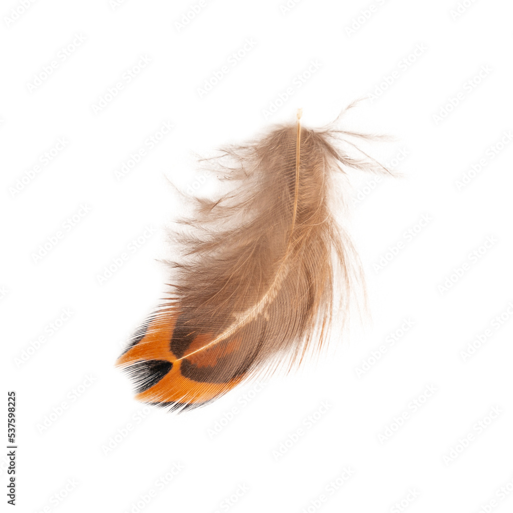 Single small brown motley soft bird feather or quill isolated on white background used for decoration as elegant fragile detail