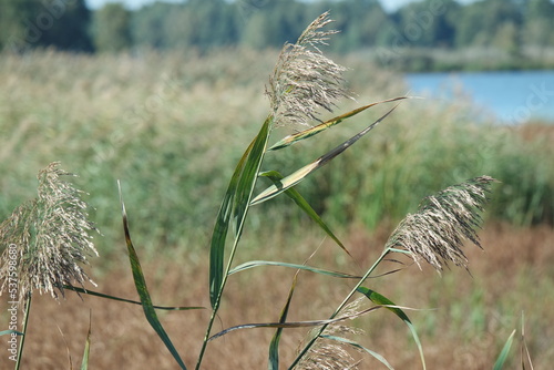 Stawy Milickie, Polska photo