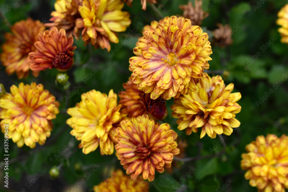 Orange-yellow chrysanthemums on a garden bed. Chrysanthemums close-up. Orange-yellow chrysanthemums on a garden bed. Chrysanthemums close-up.
