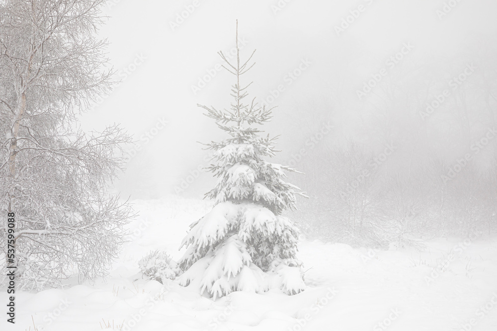 spruce tree in deep snow