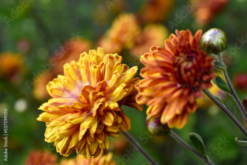 Orange-yellow chrysanthemums on a garden bed. Chrysanthemums close-up.