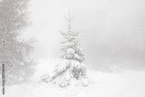 spruce tree in deep snow