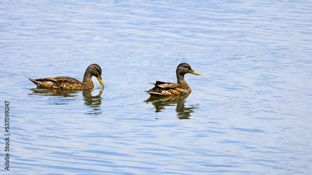 Juvenile Mallard ducks swimming in a pond at Roswell park in Roswell Georgia. Juvenile Mallard ducks swimming in a pond at Roswell park in Roswell Georgia.