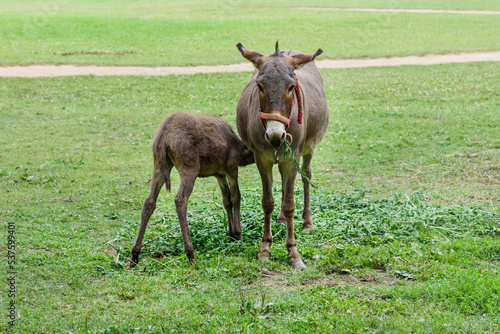 A mother donkey and her baby in farm. Two cute donkeys in the field © nedomacki