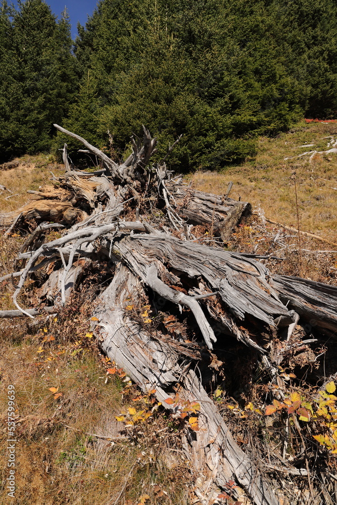 an old dead tree in a clearing an old dead tree in a clearing