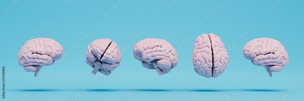 brain in different projections on a blue background. 3D render brain in different projections on a blue background. 3D render