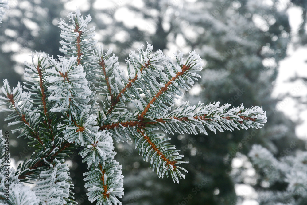 Closeup or macro of a frozen fir branch in winter