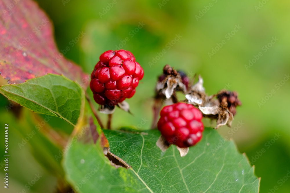 Macro photography of a plant: detail shot with background blur. Macro photography of a plant: detail shot with background blur.