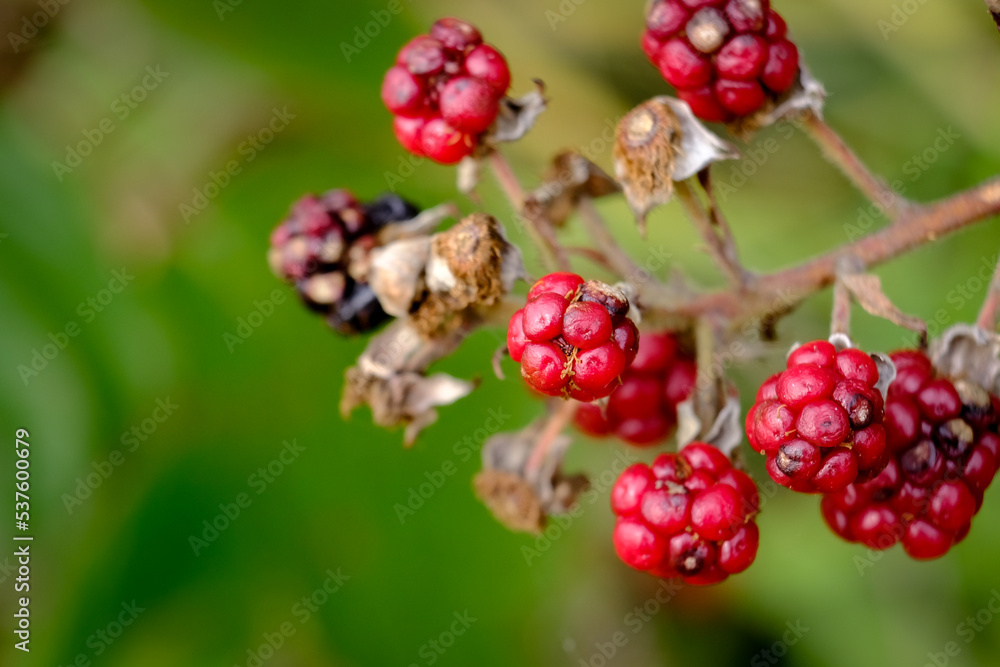 Macro photography of a plant: detail shot with background blur.