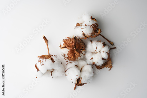 Fluffy natural cotton plant group, top view on white table in soft light