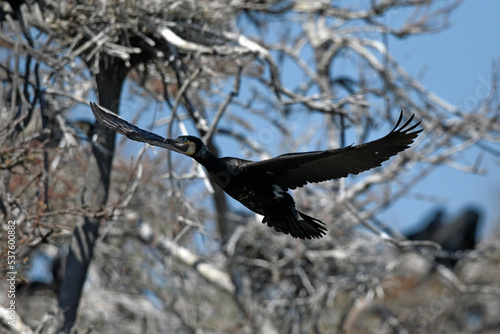 flying Great cormorant // fliegender Kormoran (Phalacrocorax carbo) photo