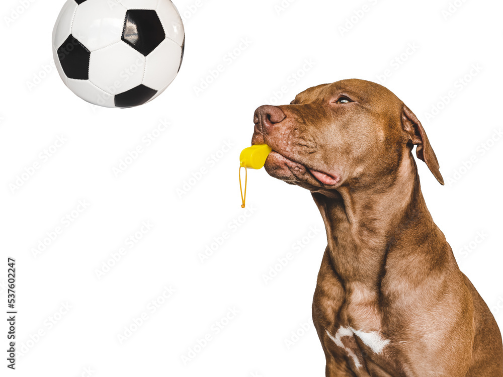 Charming, lovable puppy and referee's whistle. Preparing for the World Cup. Close-up, indoors. Studio photo. Concept of care, education, obedience training and raising pet