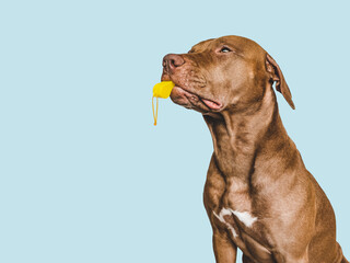 Charming, lovable puppy and referee's whistle. Preparing for the World Cup. Close-up, indoors. Studio photo. Concept of care, education, obedience training and raising pet