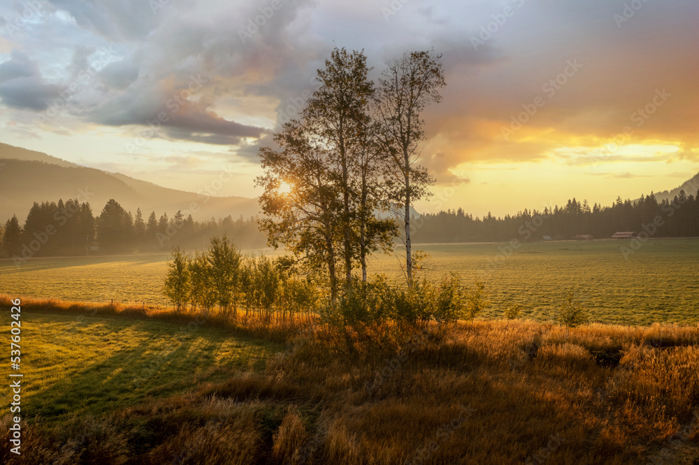 Aspen Trees During a Dramatic Sunrise. Seen in the historic Methow Valley with some fog and warm back light.