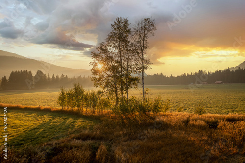 Aspen Trees During a Dramatic Sunrise. Seen in the historic Methow Valley with some fog and warm back light. © LoweStock