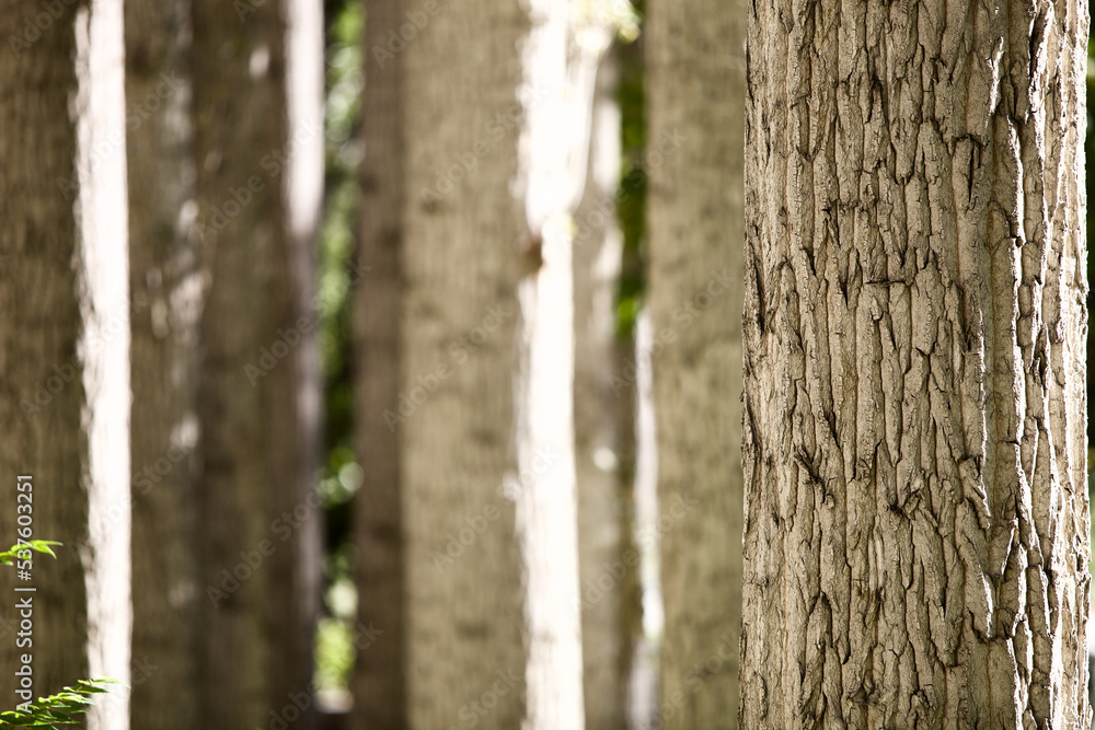 Close-up of straight Pamir poplar trunks. High contrast close-up of brightly sunlit trees trunks with shadows. Poplar bark texture close up. Selective focus on tree trunks standing one by one. Close-up of straight Pamir poplar trunks. High contrast close-up of brightly sunlit trees trunks with shadows. Poplar bark texture close up. Selective focus on tree trunks standing one by one.