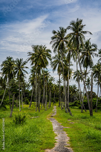 palm trees on the beach