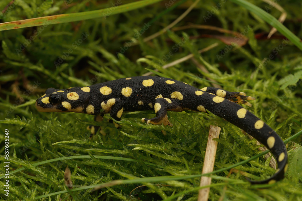 Full body shot of a juvenile of the endangered yellow-spotted or Lake Urmia newt , Neurergus crocatus on green moss Full body shot of a juvenile of the endangered yellow-spotted or Lake Urmia newt , Neurergus crocatus on green moss