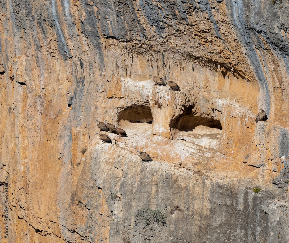 rocky outcrops and caves that are home to Spanish Griffon vultures, Eurasion griffons (Gyps fulvus) in summer sunshine