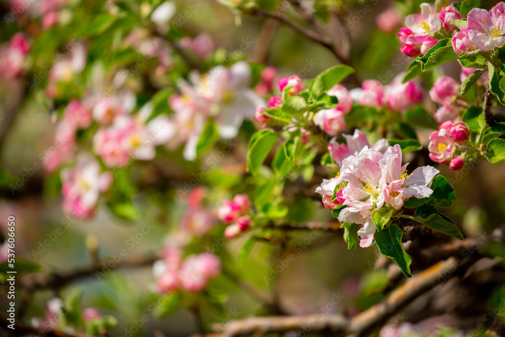 Spring blooming sakura trees. Pink flowers Sakura Spring landscape with blooming pink tree. Beautiful sakura garden on a sunny day.Beautiful concept of romance and love with delicate flowers. Spring blooming sakura trees. Pink flowers Sakura Spring landscape with blooming pink tree. Beautiful sakura garden on a sunny day.Beautiful concept of romance and love with delicate flowers.