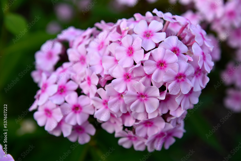 Phlox paniculata on a plant close-up. Beautiful pink phlox flowers in the summer garden. Phlox paniculata on a plant close-up. Beautiful pink phlox flowers in the summer garden.