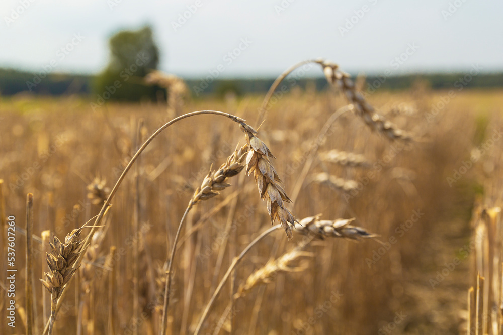 Obraz premium Poor wheat harvest. Dried wheat fields.Wheat bad harvest