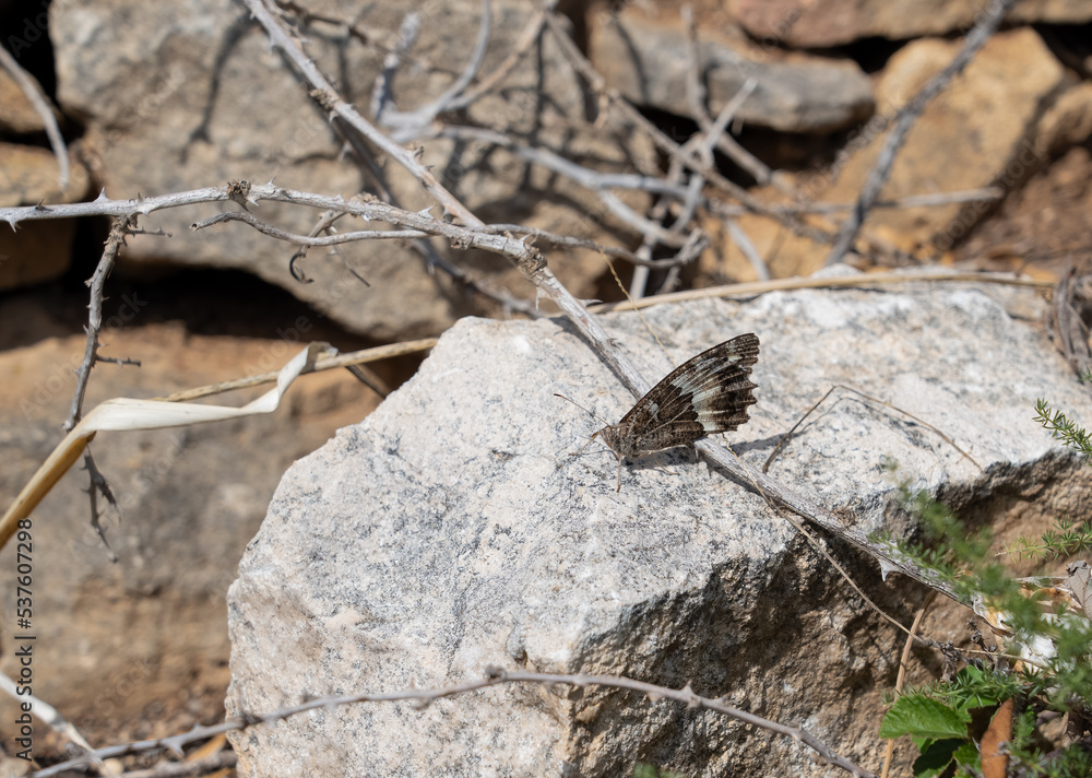 closeup of a summer grayling or rock grayling (Hipparchia semele) butterfly closeup of a summer grayling or rock grayling (Hipparchia semele) butterfly