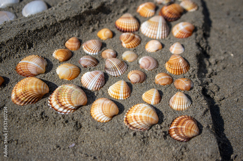 Cerastoderma edule common cockle empty seashells on sandy beach, simplicity background pattern in daylight in the sand