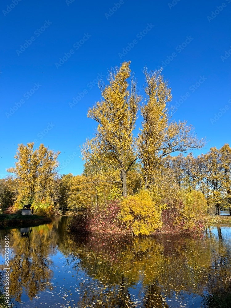 autumn pond in the park, falling leaves on the pond surface